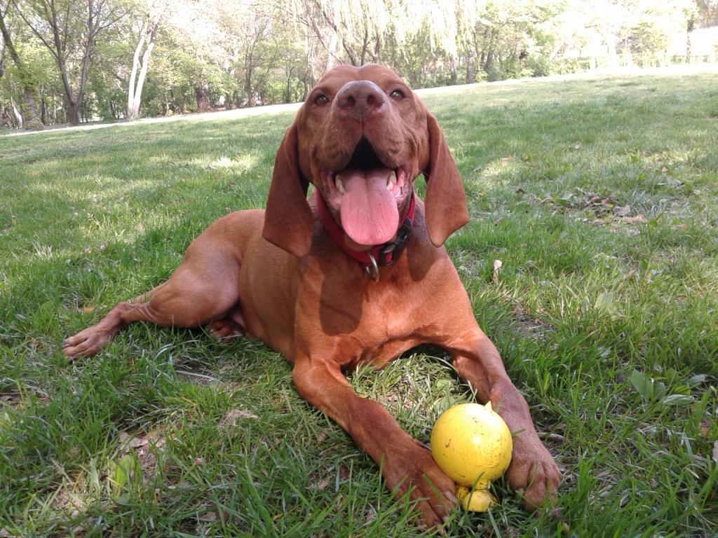 Vadász, a vizsla: az árnyékban jól esik a hűsölés!