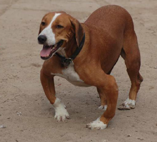 Angolkór kutyáknál. Kezelése kis mértékben lehetséges, de fájdalmas művelet