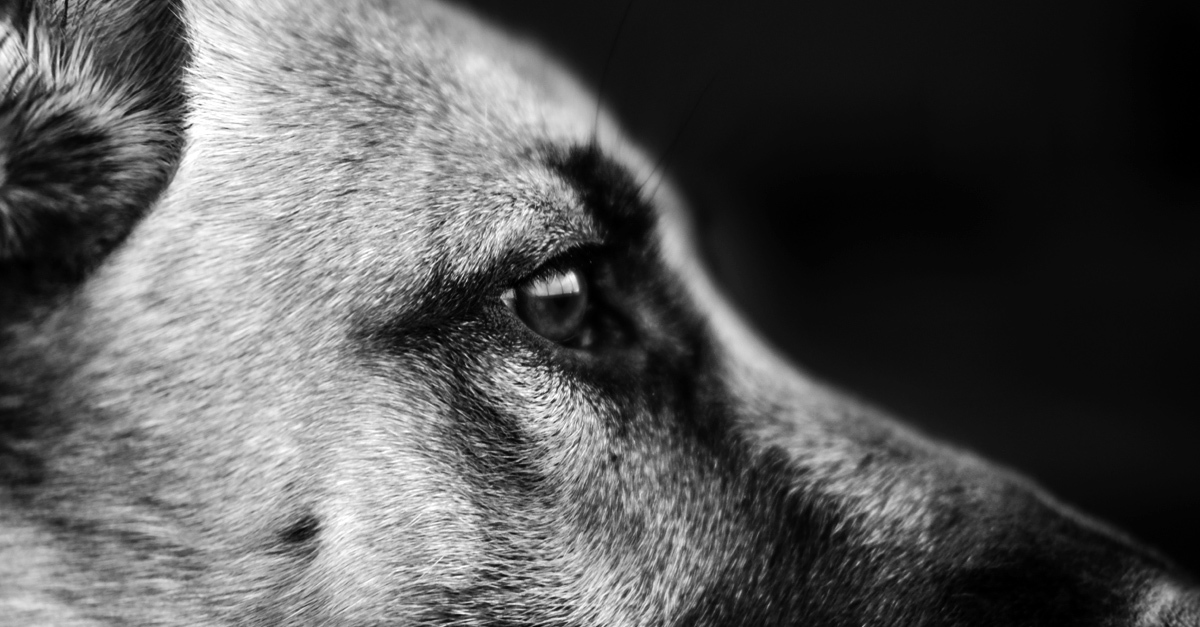 Bűncselekmény hiányában nem nyomoz a rendőrség a halálra vert németjuhászok ügyében