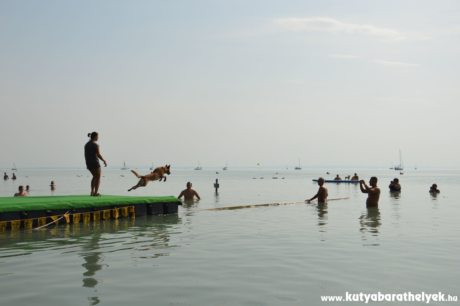 A nap legjobban várt versenye: a dog diving