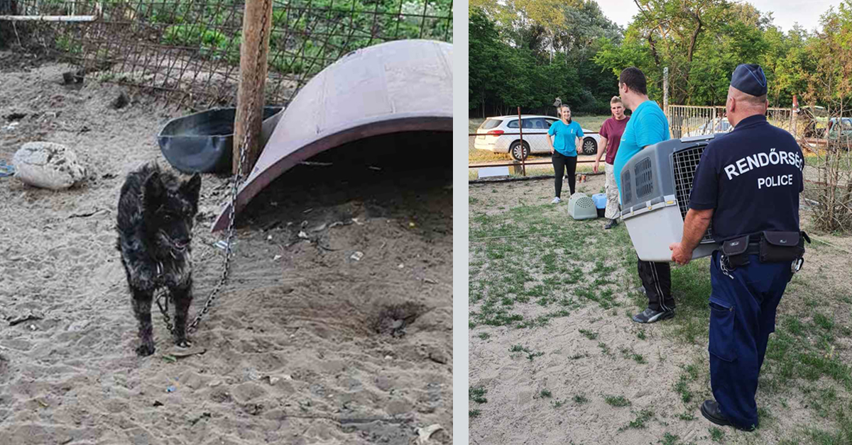 Szívszorító mentés Csévharaszton: láncon tartott, éhező kutyákat mentettek 