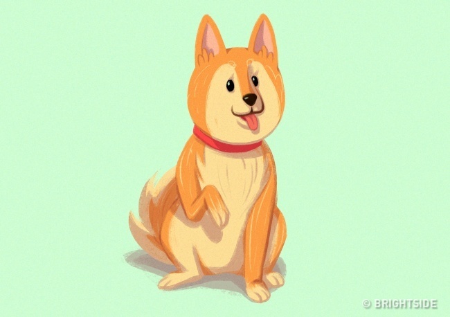 A kutya felemeli egyik mellső mancsát