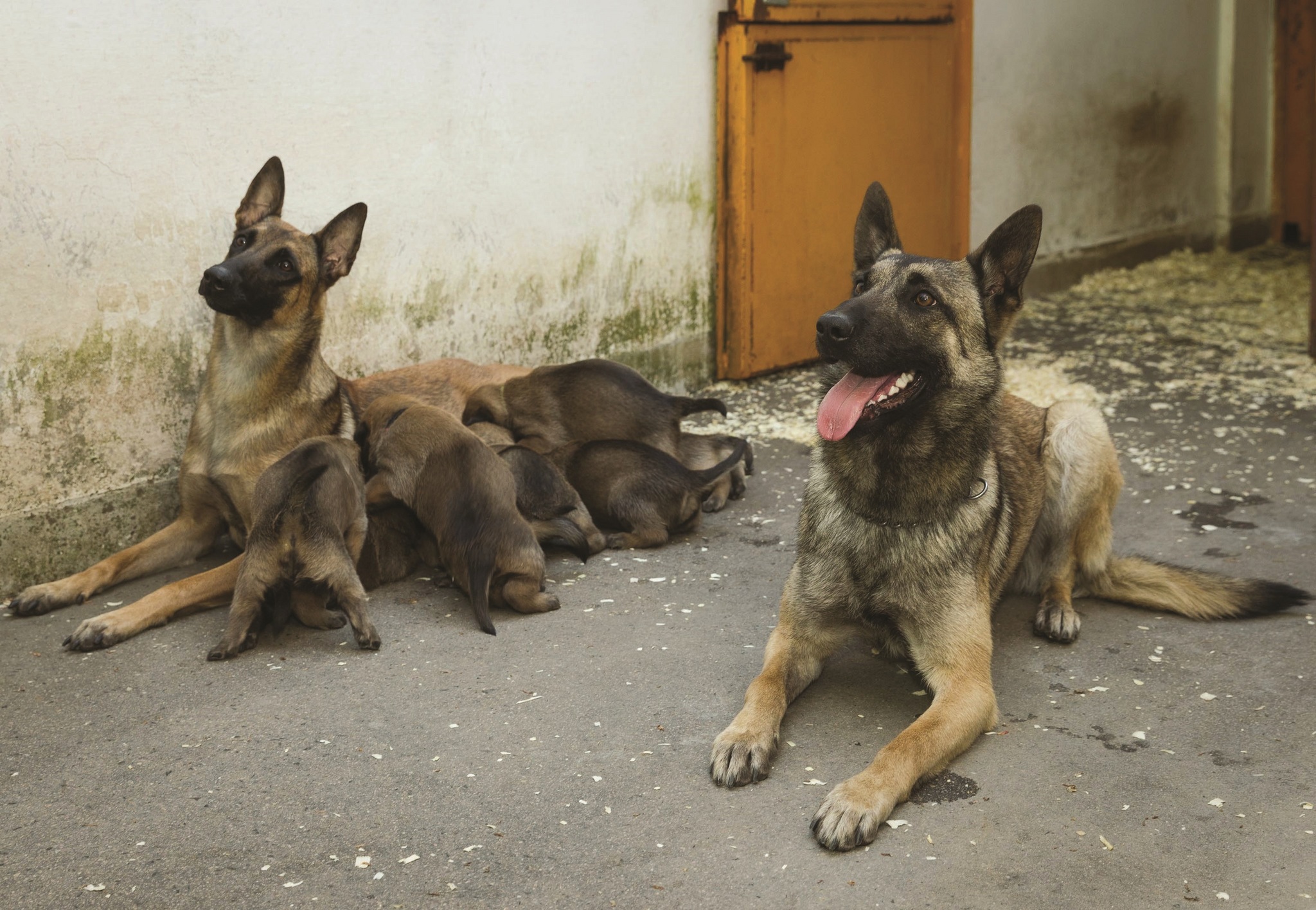 Ron és Roni a legifjabb rendőrkutyákkal