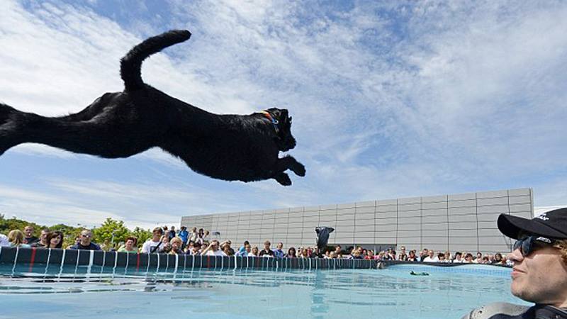 Dog Diving is lesz a FALKA strandon