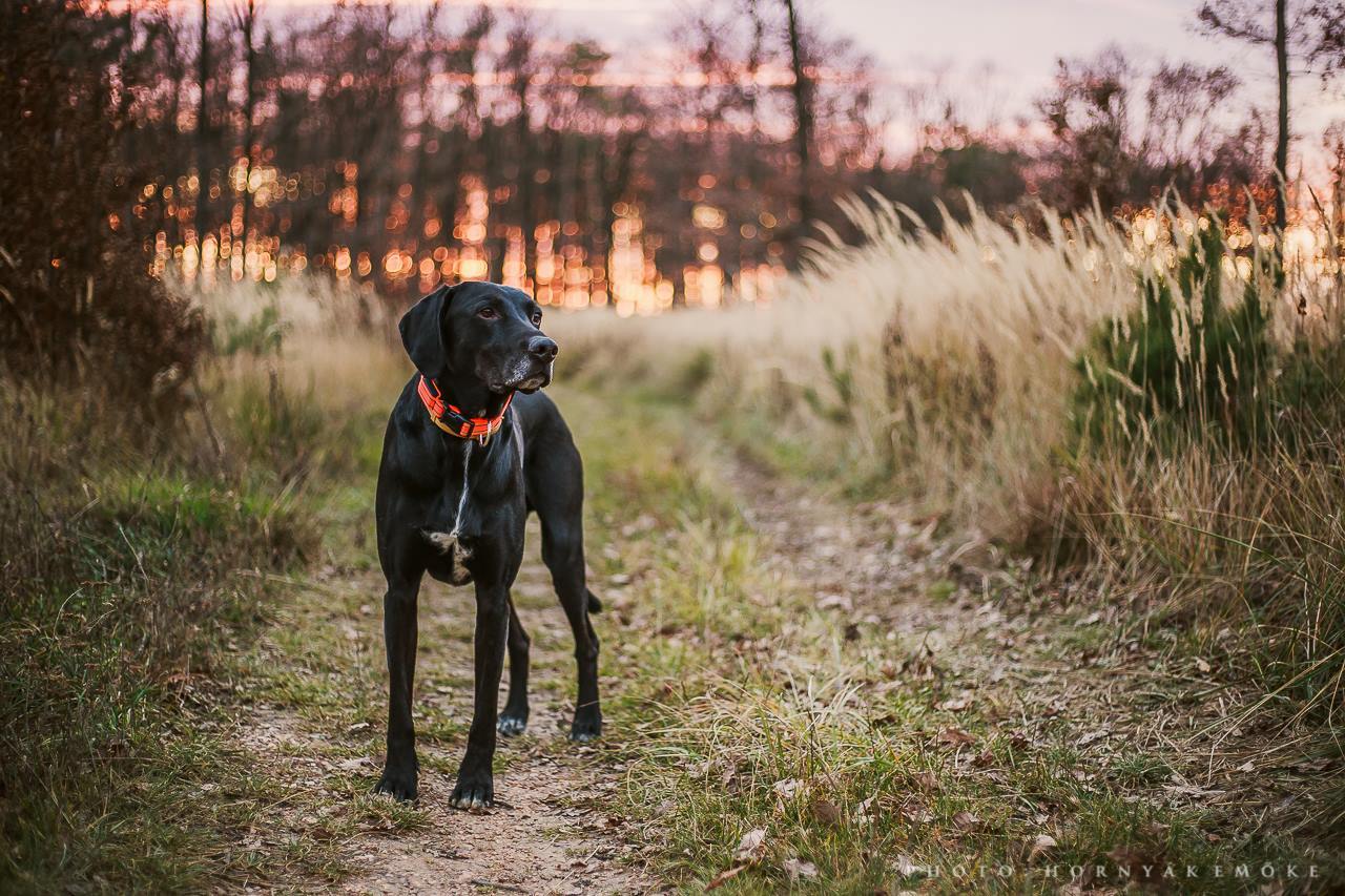 Tiszta erdőben jobban esik a séta - tegyünk az egészséges környezetért mi is!