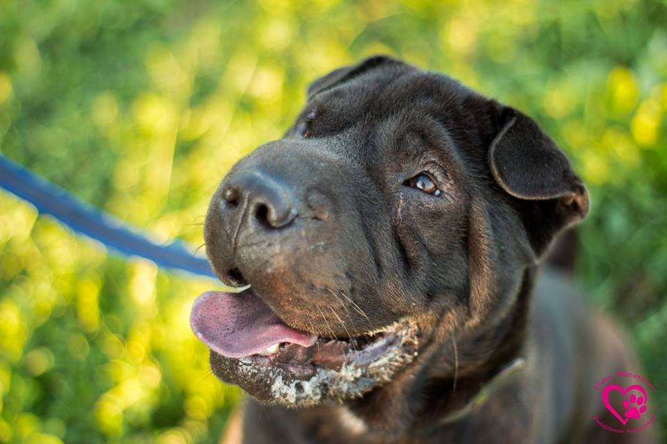 Többek között Shadira is végleges otthonra vár a menhelyen