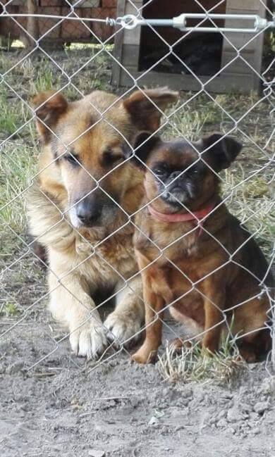 Jolánka, a kistestű kutya lett Zodi védelmezője