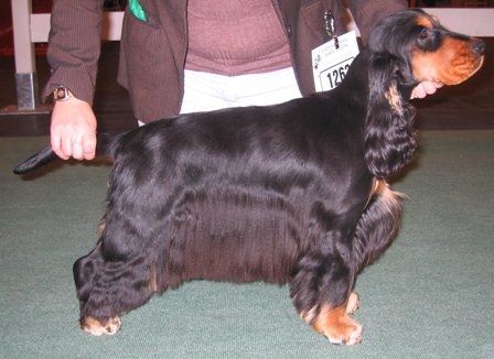 A mindig trimmelt kutyák sosem szürkülnek, vagy fakulnak ki