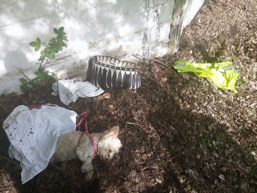 Agyonvertek egy kiskutyát Kőbányán