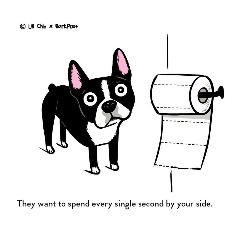 A kutyád minden egyes pillanatot Veled szeretne tölteni!