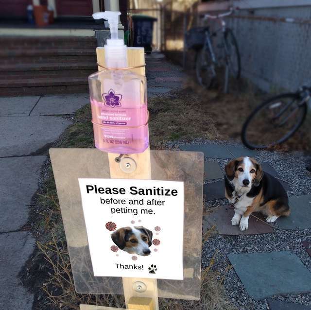 Mini kézfertőtlenítő-állomást kapott a kutya