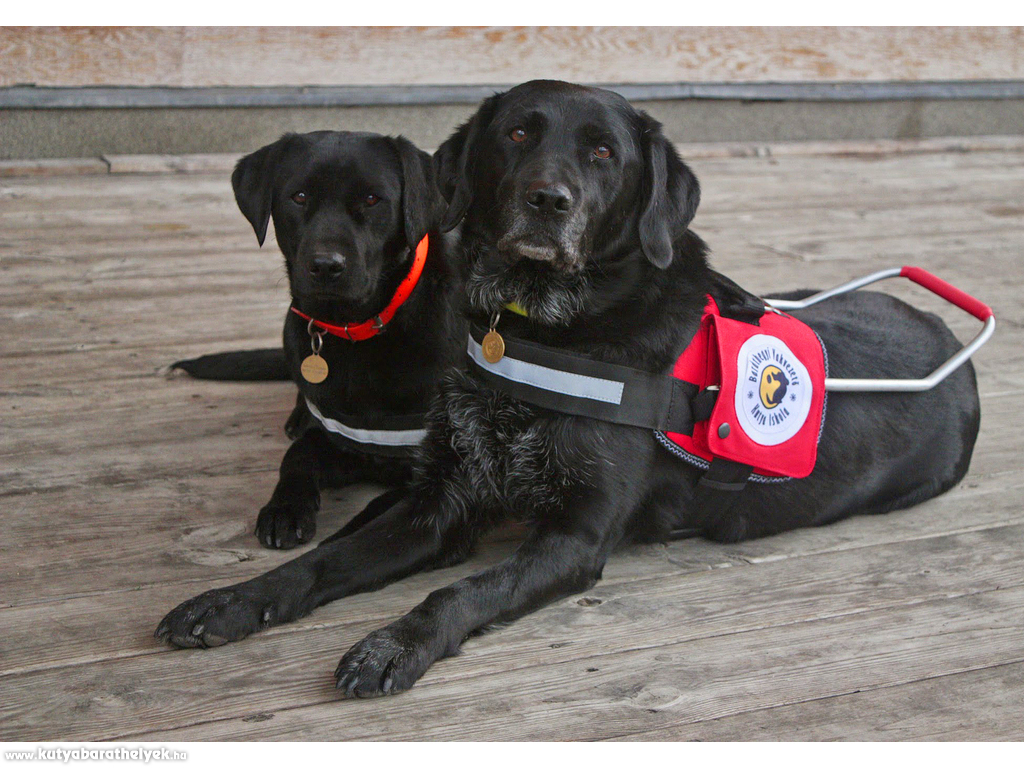 A Baráthegyi Vakvezető Kutya Iskola kutyusai