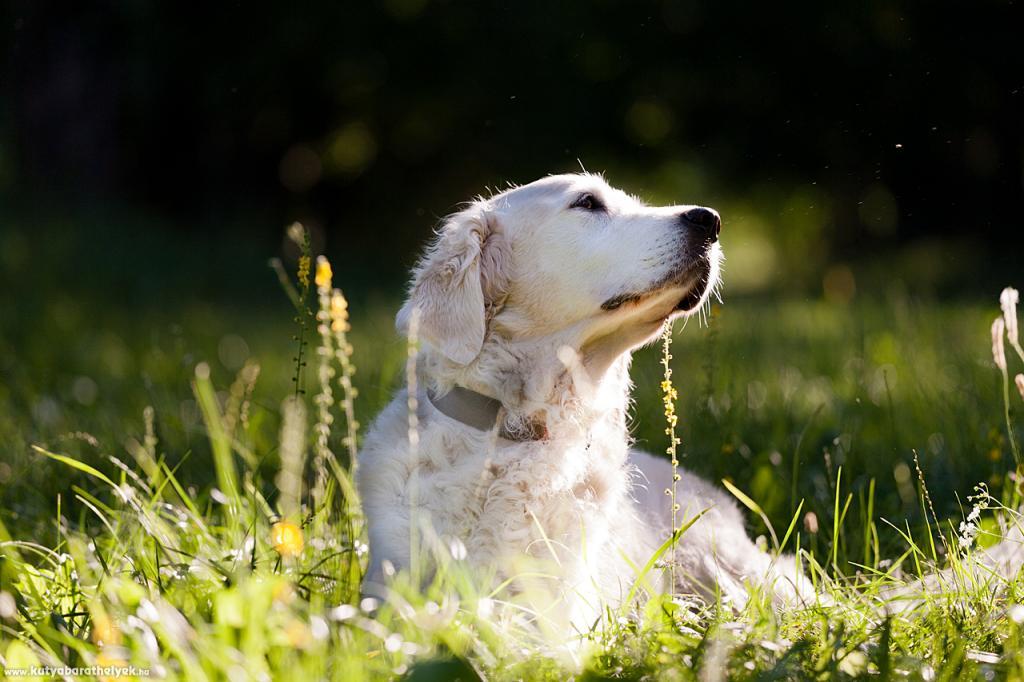 Lívia Takács - Myra kutyám emlékének tisztelegve....