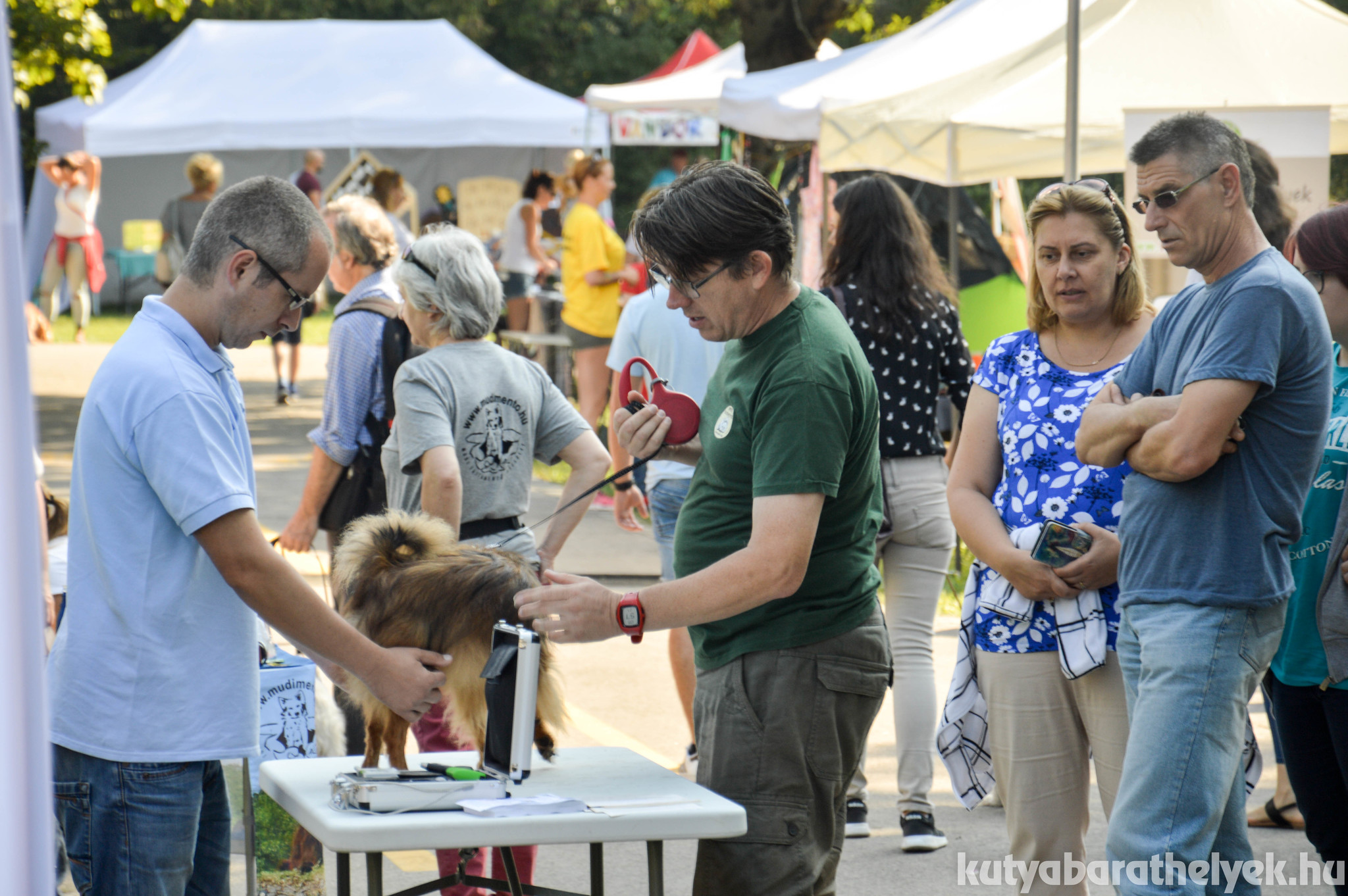 Állatorvosi tanácsadás az Ebugatta Pikniken