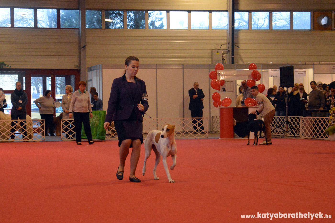 Az elegáns magyar agár