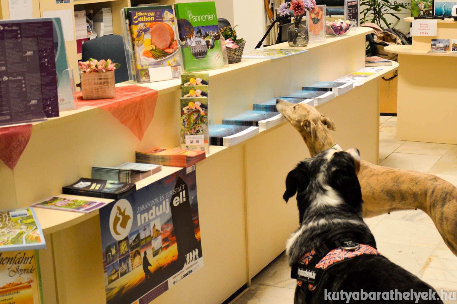 Információs anyagok széles választéka várja a gazdikat