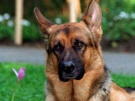 Reginald von Ravenhorstot, alias Rex