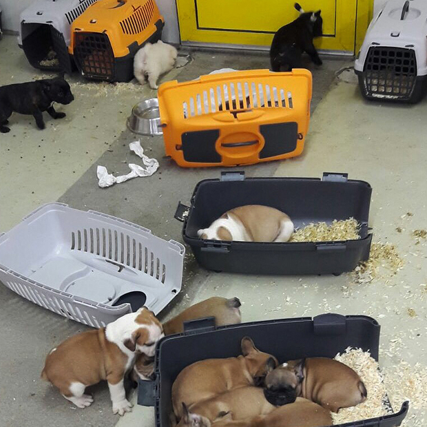 47 kiskutyát próbált eladásra kivinni Franciaországba a férfi