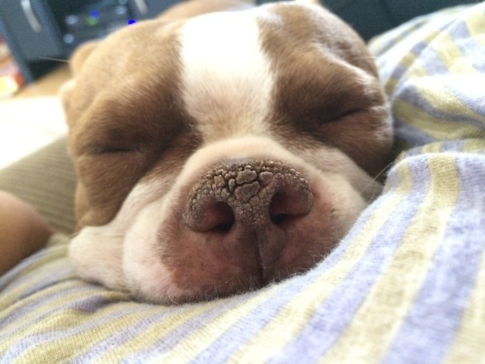 Autoimmun betegségre is utalhat, ha száraz a kutya orra, bőre kirepedezik