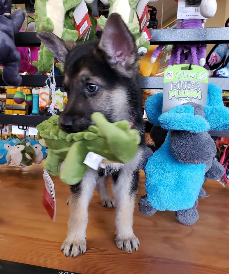 Választhatott magának játékot a boltban a kölyök