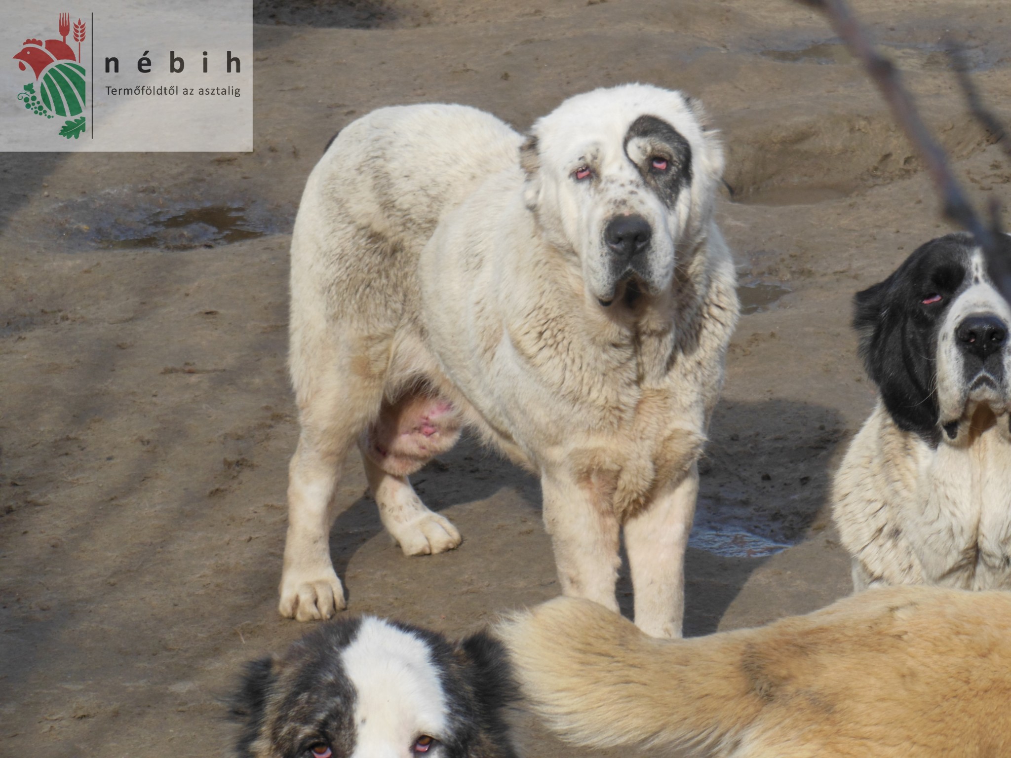 Sérült, beteg kutyák is ilyen körülmények között vannak tartva