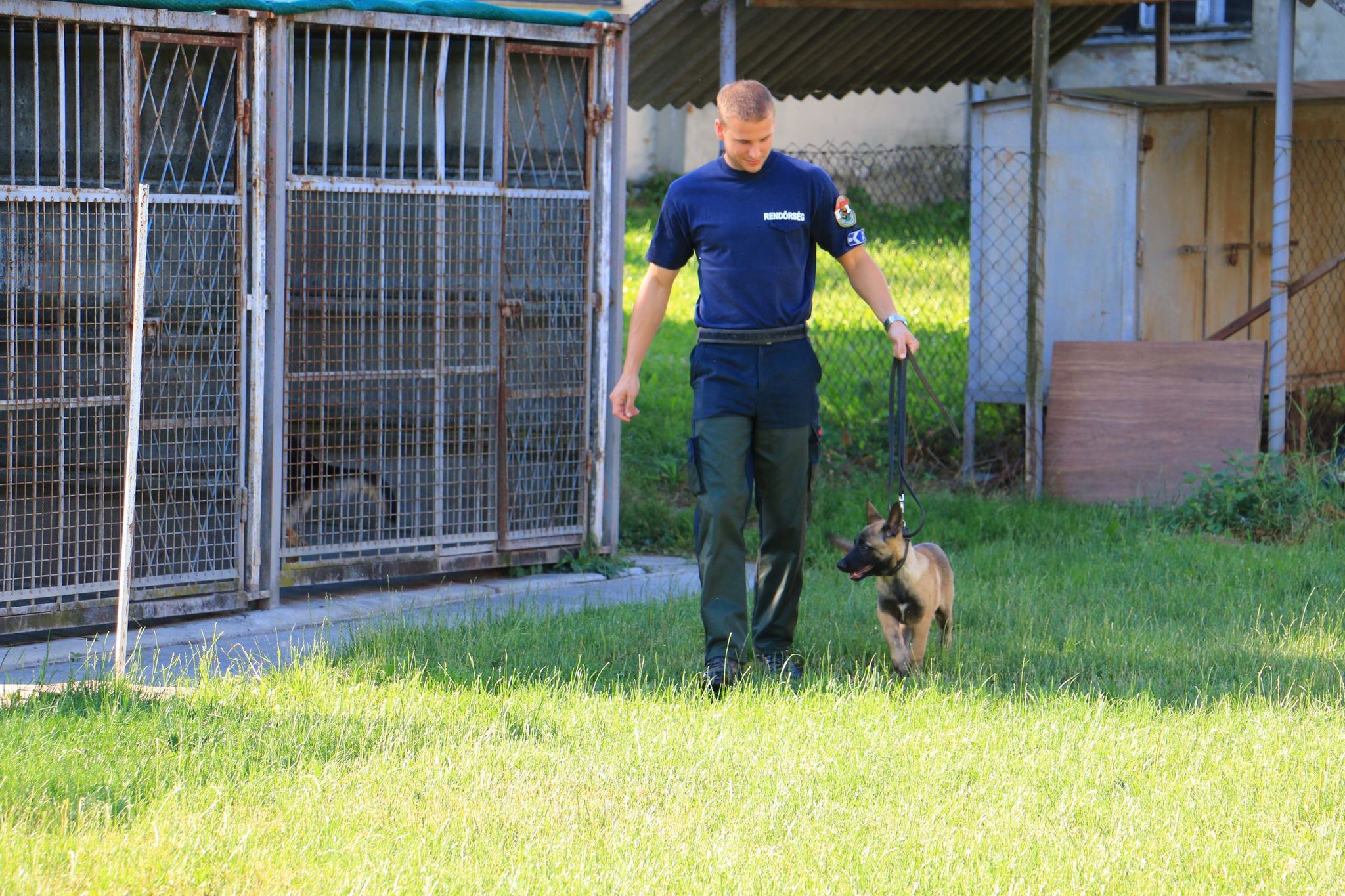 A fiatal belga juhász meg is kezdte a kiképzést