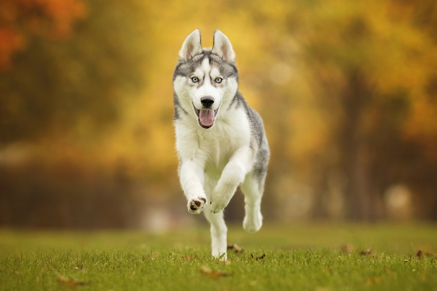 Kutyafajták futáshoz - Szibériai husky