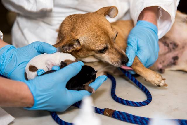 Fontos, hogy az állatorvos minden gazdát tájékoztasson a kutyatartás "szabályairól"