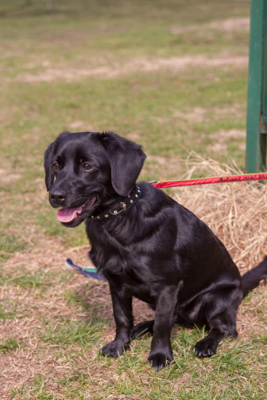 Ne vásárolj, fogadj örökbe! Ne vásárolj, fogadj örökbe!