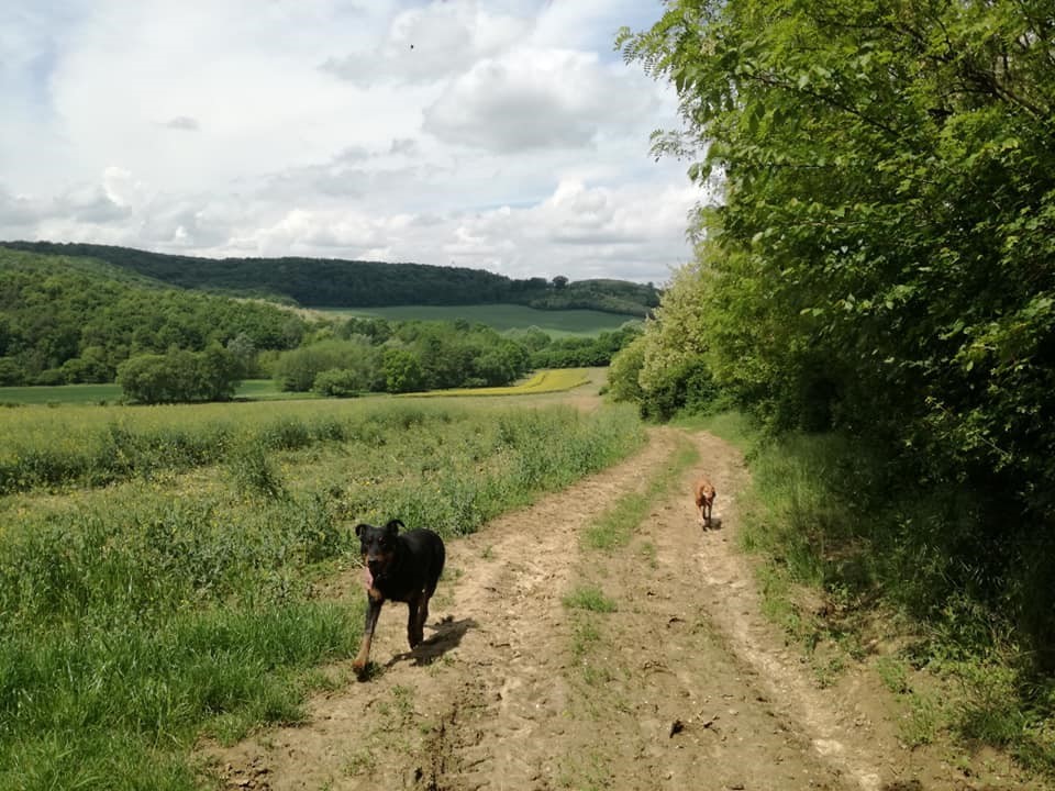 Kezdetben szabadon futással, játékkal kezdjük a futáshoz való szoktatást