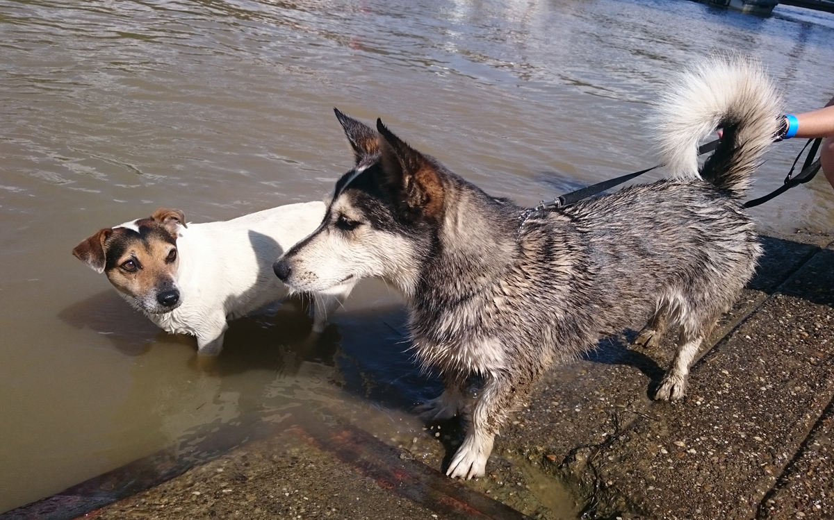 I. Szabolcsi Tacskó Találkozó 1