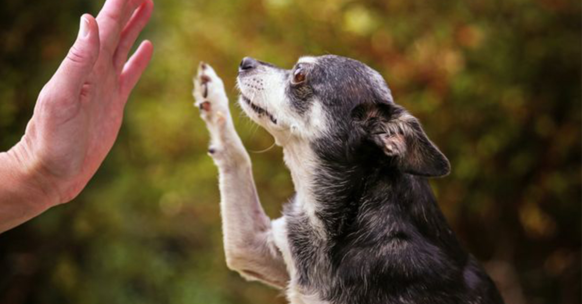 Az öreg kutyát is lehet, sőt kell nevelni!