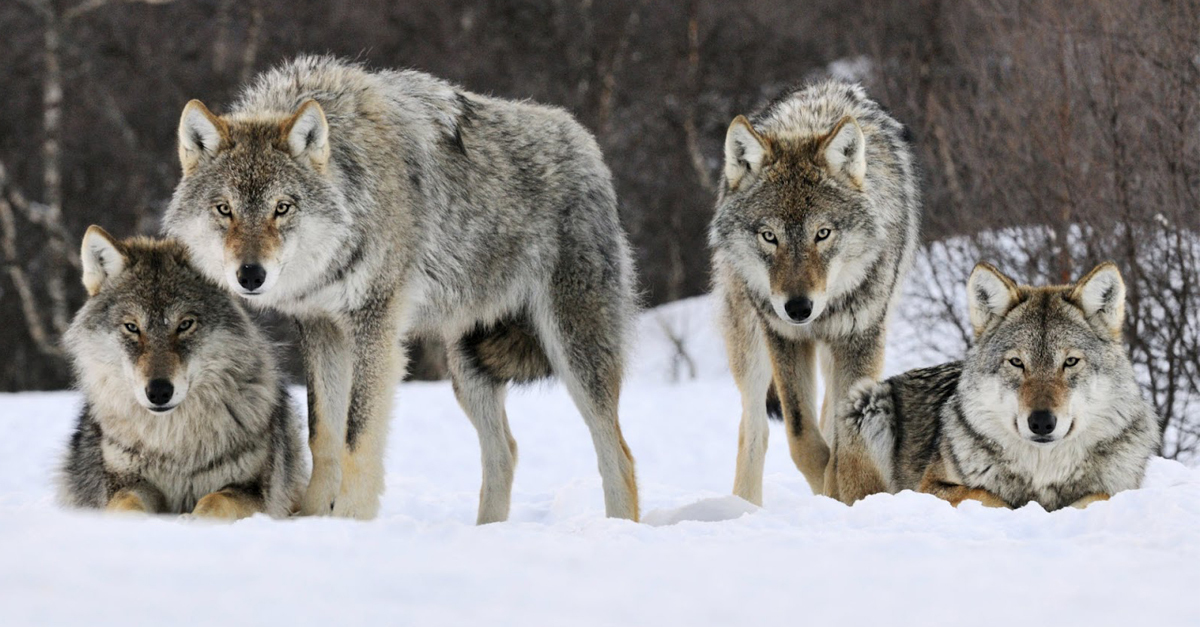 A farkasok veszélyt jelentenek a kutyákra is