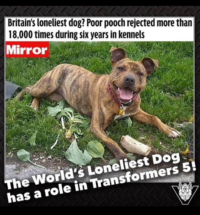 A filmnek köszönhetően talán most gazdára talál a kutya