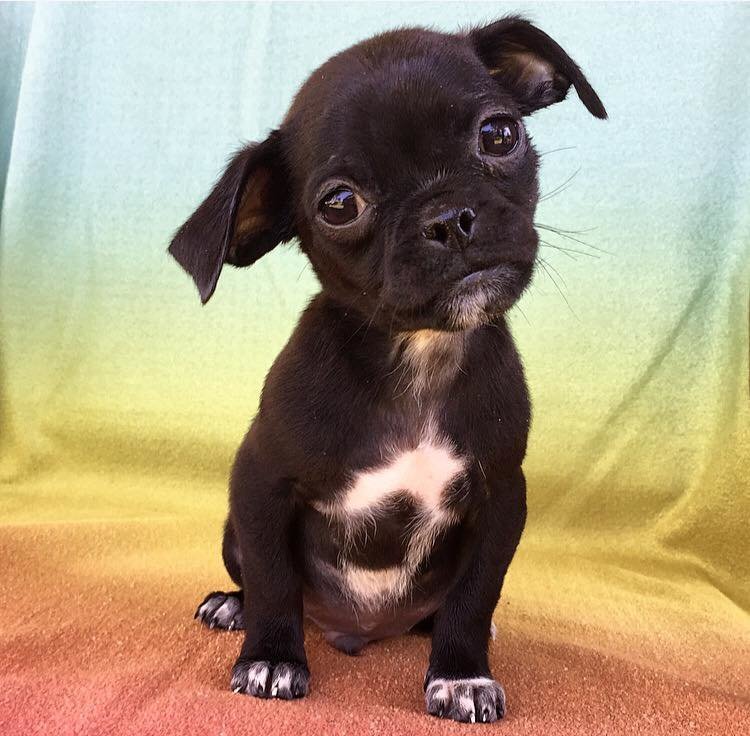 Mojito, a fekete csivava-mopsz keverék