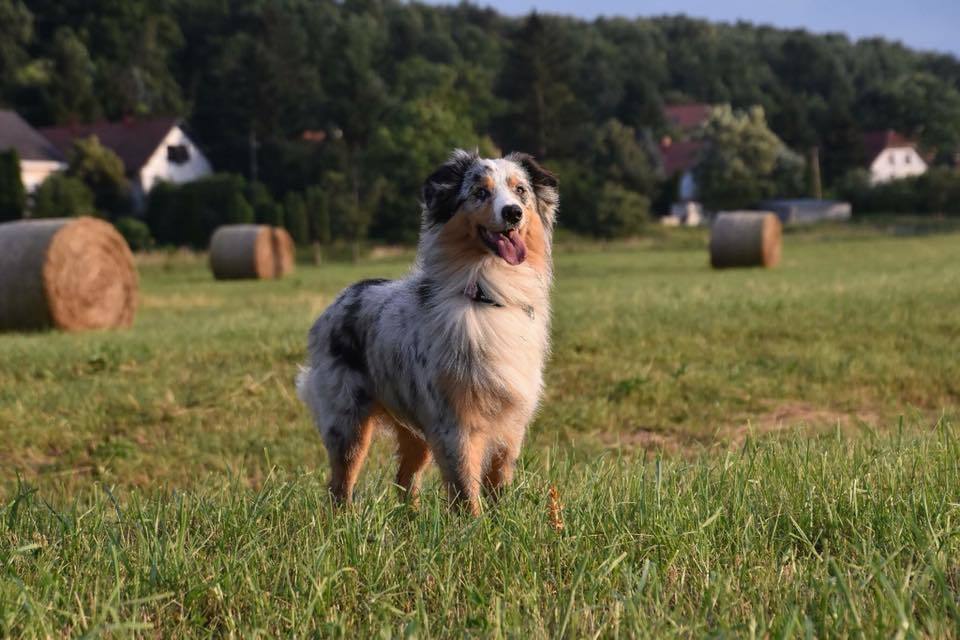Új illatok, ingerek, élmények - ez is elengedhetetlen az egészséges kutya-léthez!