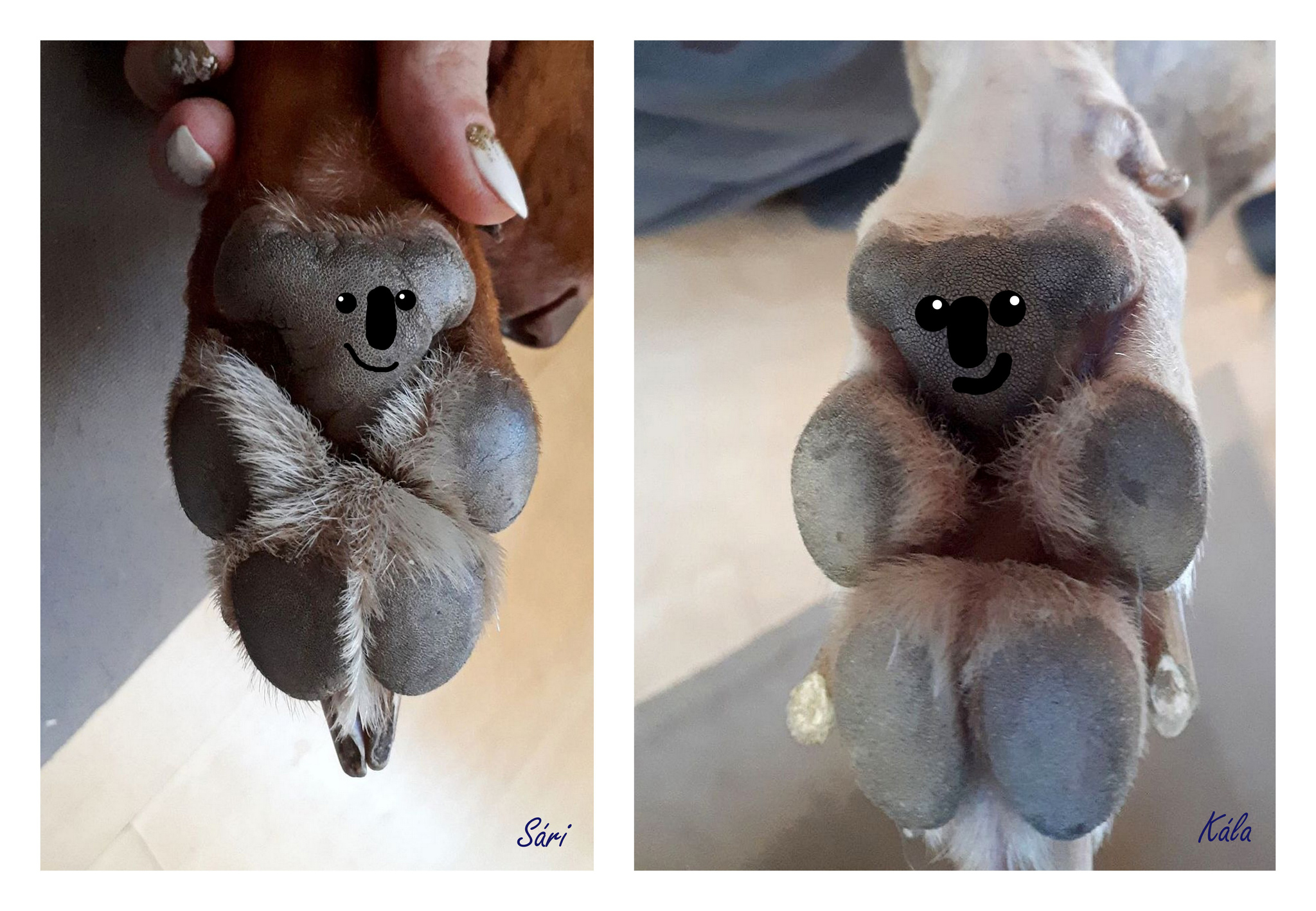 És tényleg: a mi kutyáink tappancsain is koalák vannak 
