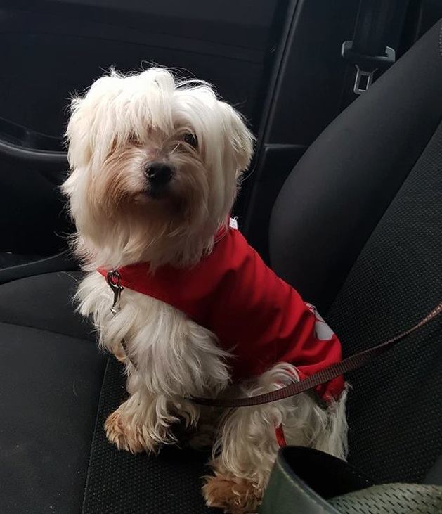 8 év után egy másik országban bukkantak rá az elszökött kutyusra