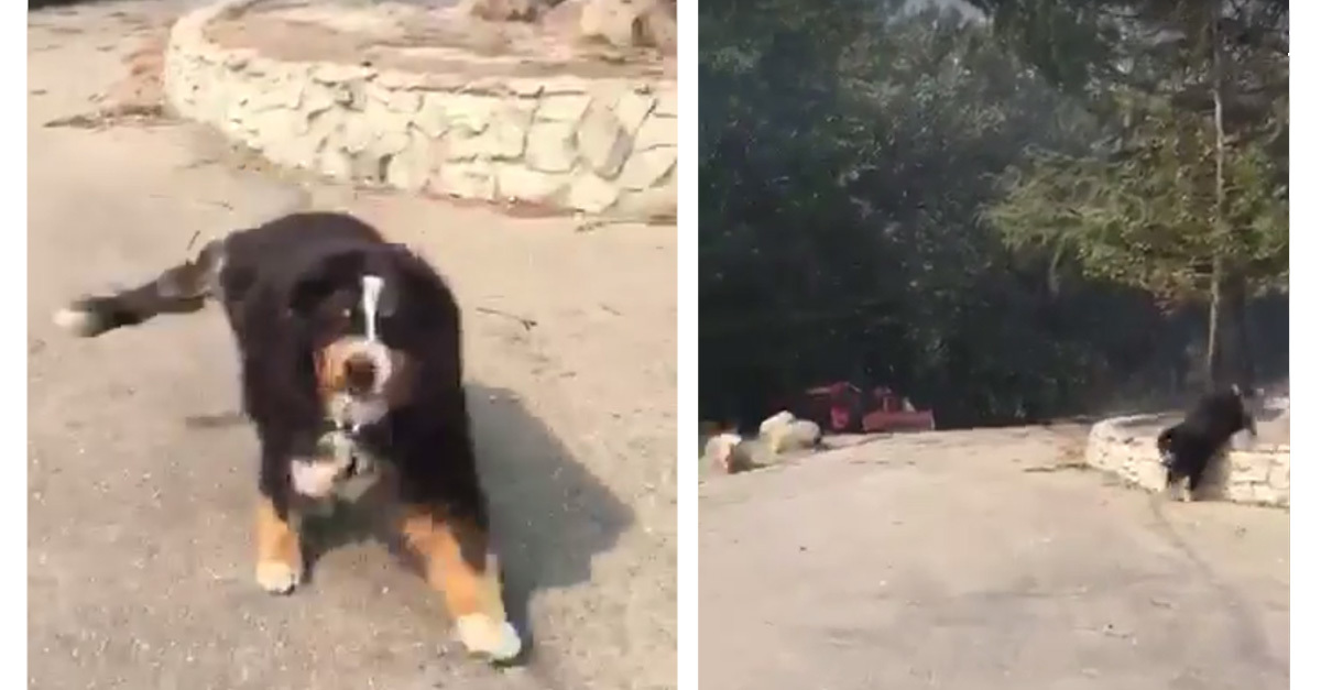 Épségben előkerült a berni pásztor a tűzvész után