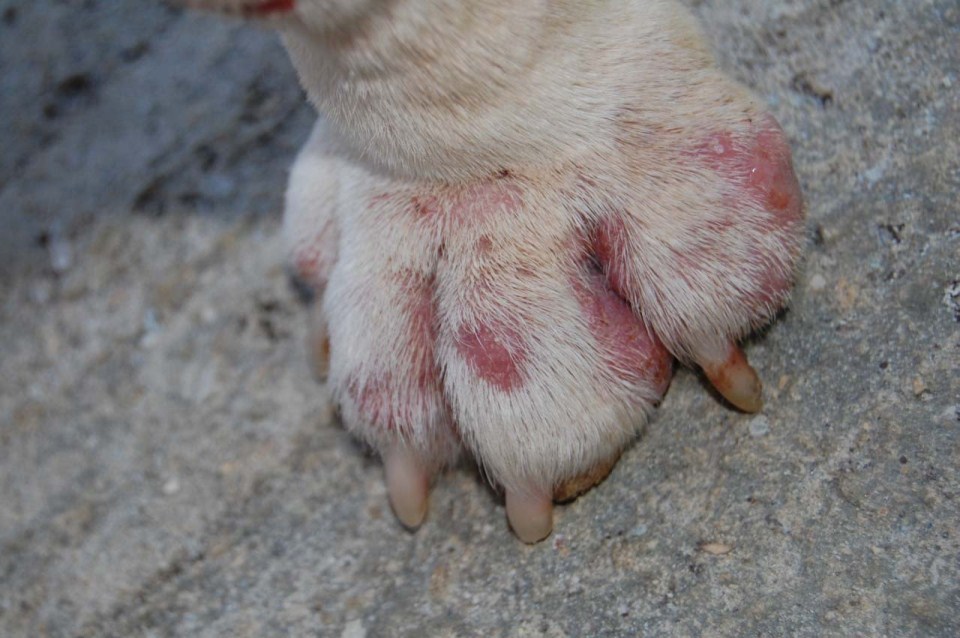 Kipirosodott, duzzadt, viszkető mancs - allergia jele lehet