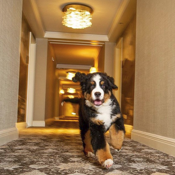 Kitty igazán otthon érzi magát a hotelben