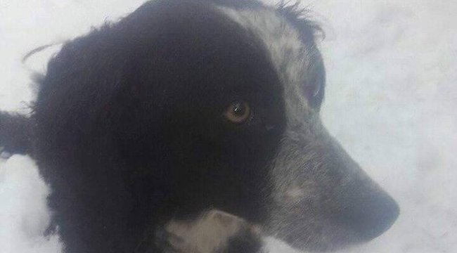 Léna kutyát mindenki barátságos, kedves, szeretetéhes állatnak ismerte. Gazdája korábban már többször meg akart szabadulni tőle. 