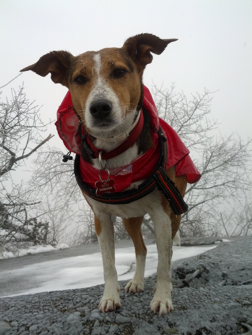 A rossz időre is fel vannak készülve