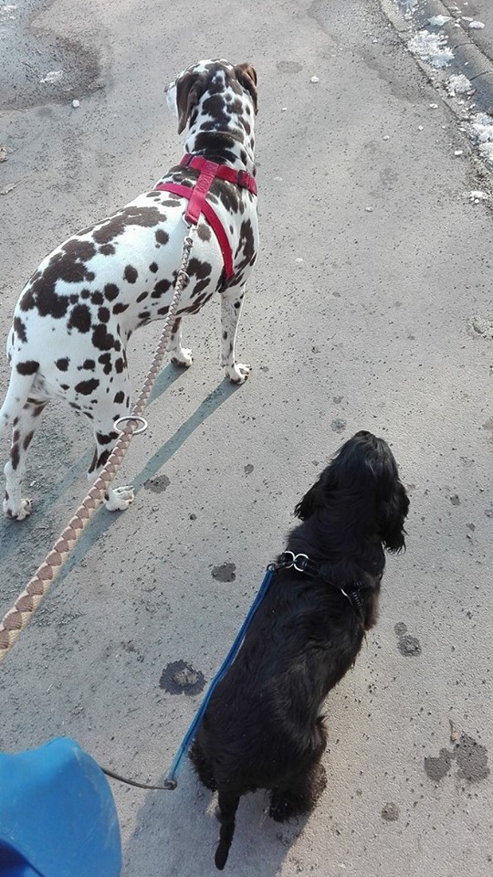 A városban pórázon szabad csak kutyát sétáltatni