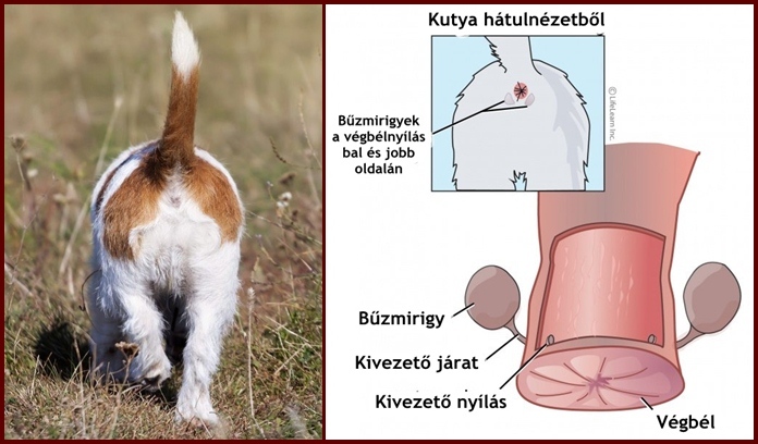 A bűzmirigyek a kutya végbélnyílásának jobb és bal oldalán helyezkednek el