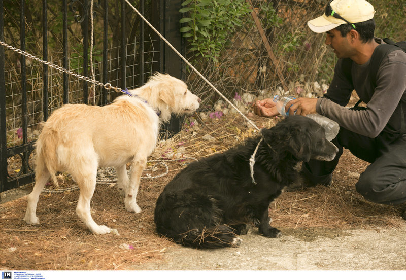 Az önkéntesek friss vizet is visznek a mentett kutyáknak