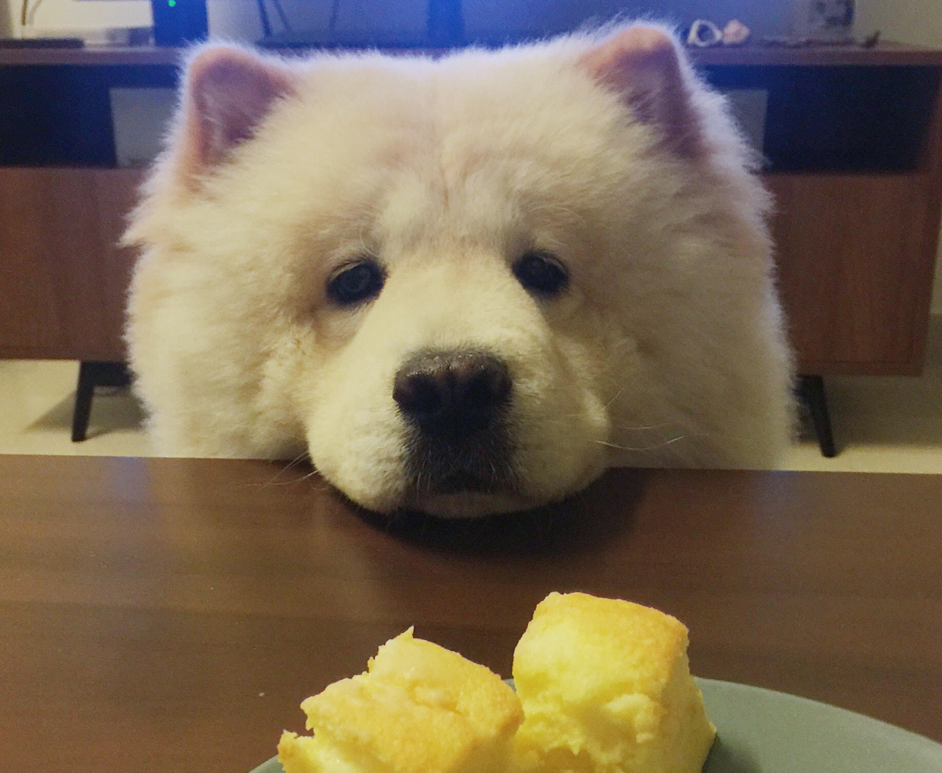 Könyörgő szemek az étkezőasztal mellett. Ne dőljünk be neki!