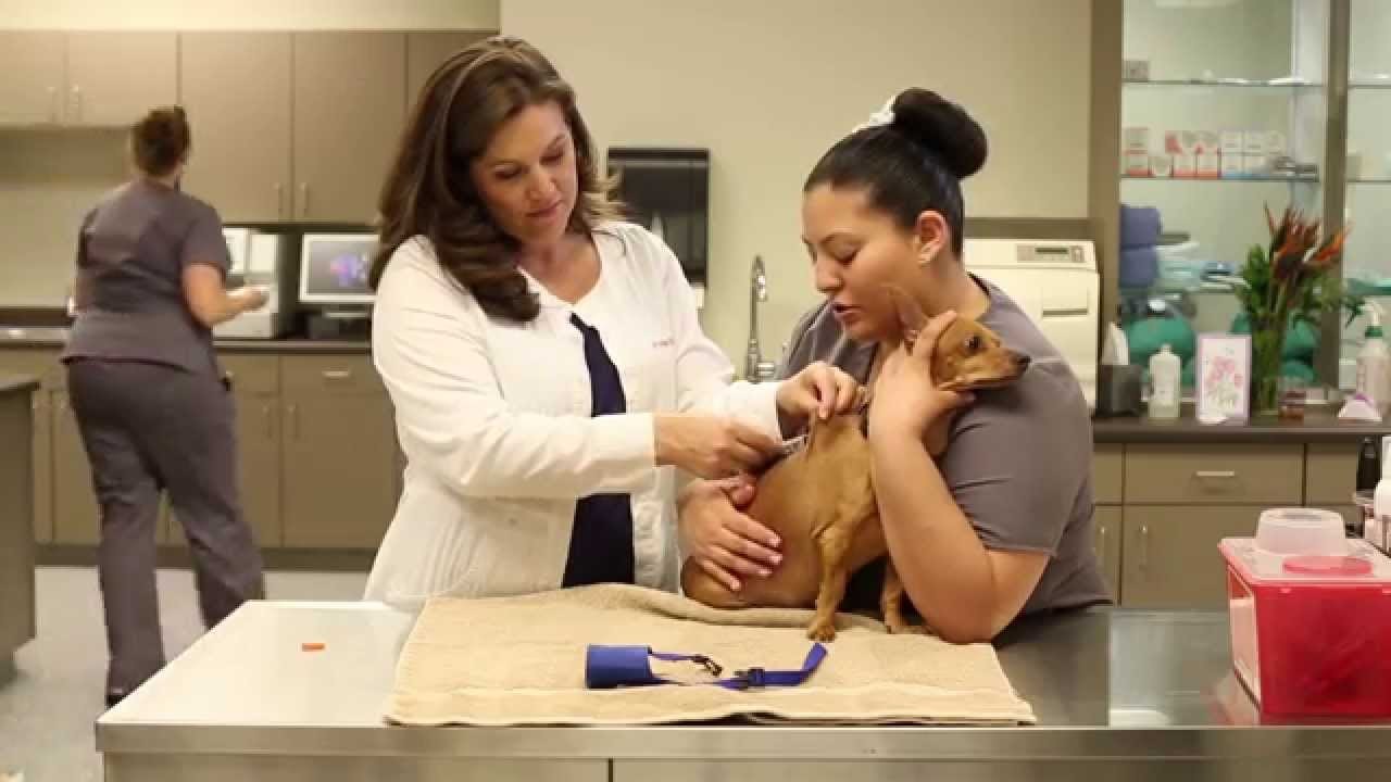 Műtét helyett elég, ha oltást kap a kutya