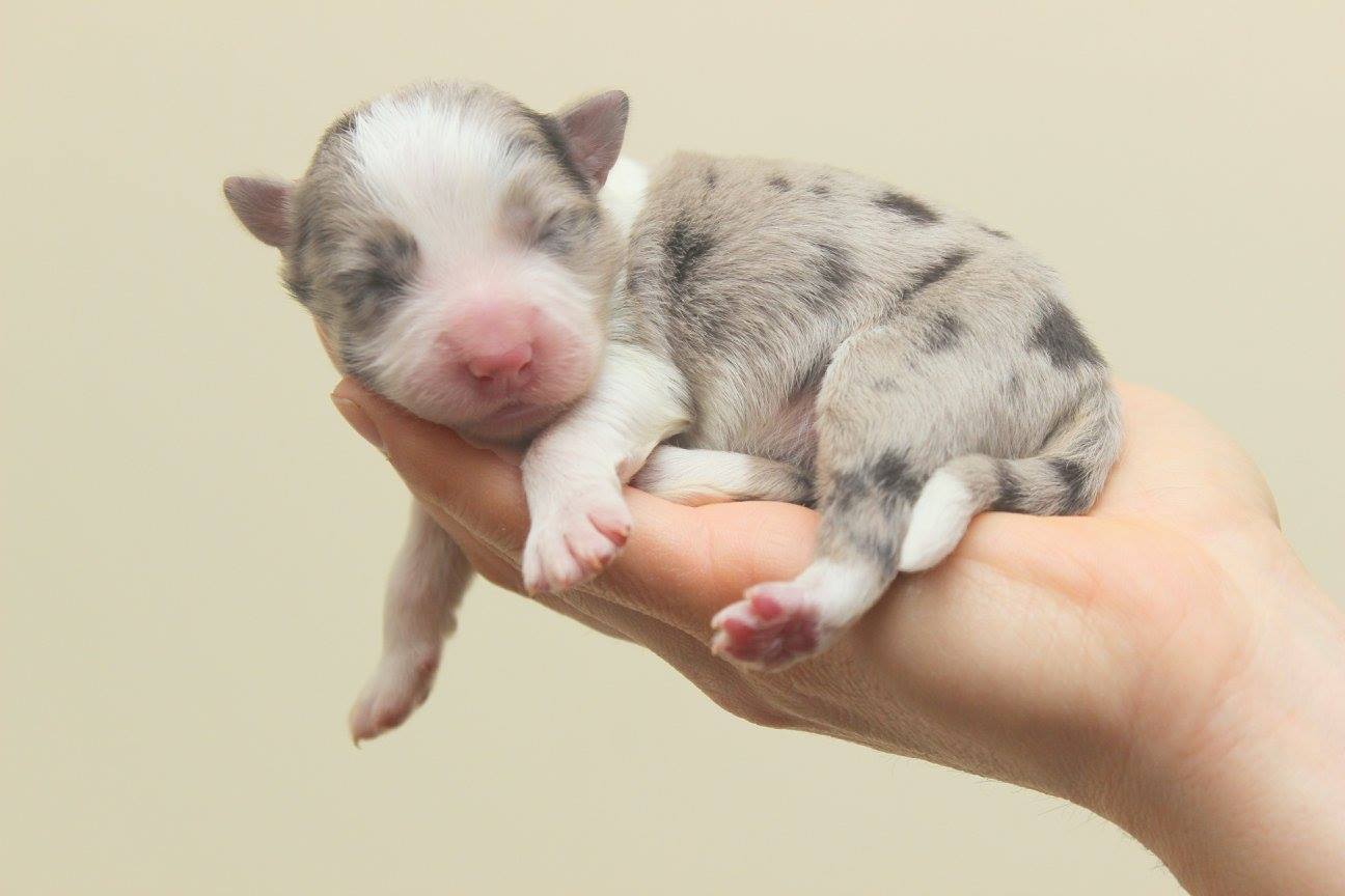 Az apróságok közül még páran keresik leendő gazdijukat