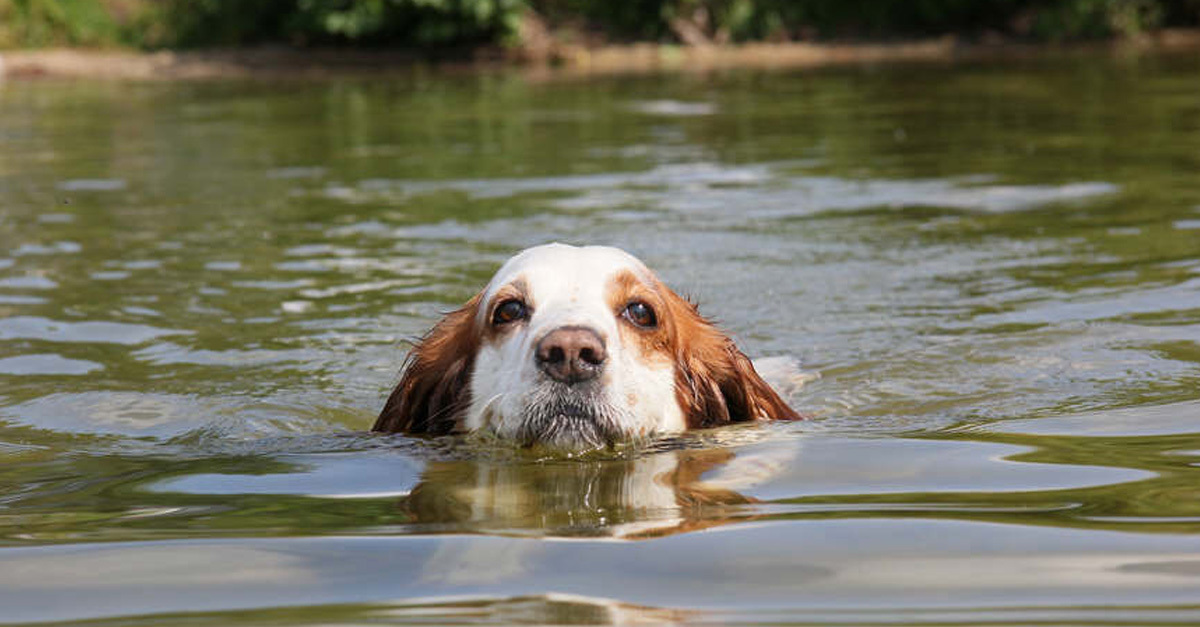 A folyókban a víz alatt nem látható ágak, fatörzsek, kövek, de az áramlatok is veszélyt jelenthetnek 